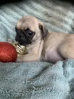 Star, a female Pug for sale in Schulenburg, TX – Photo 8 of 10