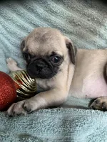 Star, a female Pug for sale in Schulenburg, TX – Photo 6 of 10