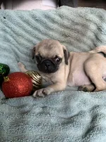 Star, a female Pug for sale in Schulenburg, TX – Photo 7 of 10
