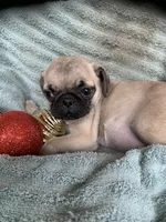 Star, a female Pug for sale in Schulenburg, TX – Photo 2 of 10