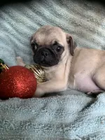 Star, a female Pug for sale in Schulenburg, TX – Photo 9 of 10