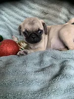 Star, a female Pug for sale in Schulenburg, TX – Photo 10 of 10