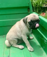 Cringle, a male Pug for sale in Schulenburg, TX – 8 of 10