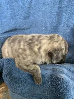 Ella, a female Pug for sale in Schulenburg, TX – Photo 3 of 10