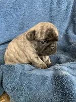 Ella, a female Pug for sale in Schulenburg, TX – Photo 8 of 10