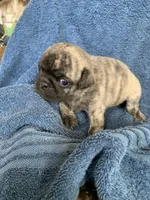 Ella, a female Pug for sale in Schulenburg, TX – Photo 4 of 10