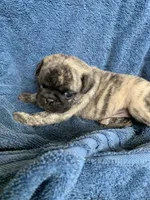 Ella, a female Pug for sale in Schulenburg, TX – Photo 6 of 10