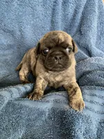 Ella, a female Pug for sale in Schulenburg, TX – Photo 7 of 10