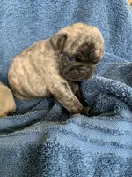 Ella, a female Pug for sale in Schulenburg, TX – Photo 10 of 10