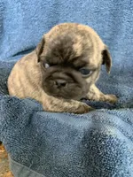 Ella, a female Pug for sale in Schulenburg, TX – Photo 1 of 10