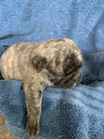 Ella, a female Pug for sale in Schulenburg, TX – Photo 5 of 10