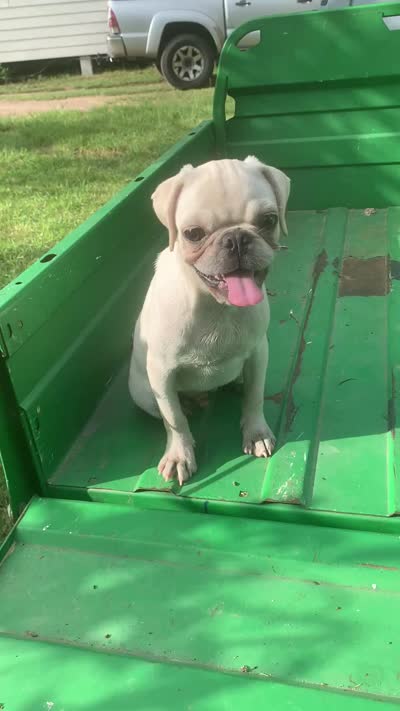 Ace, a male Pug for sale in Schulenburg, TX – 8 of 9