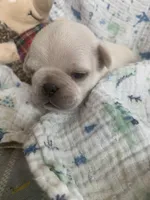 Tyson, a male Pug for sale in Schulenburg, TX – Photo 5 of 10