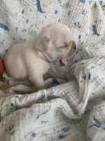 Tyson, a male Pug for sale in Schulenburg, TX – Photo 9 of 10