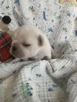 Tyson, a male Pug for sale in Schulenburg, TX – Photo 6 of 10