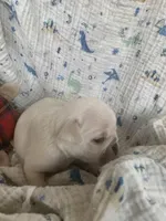 Tyson, a male Pug for sale in Schulenburg, TX – Photo 3 of 10