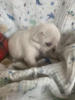 Tyson, a male Pug for sale in Schulenburg, TX – Photo 8 of 10