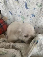 Tyson, a male Pug for sale in Schulenburg, TX – Photo 2 of 10