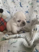 Tyson, a male Pug for sale in Schulenburg, TX – Photo 10 of 10