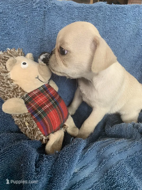 Mia – Pug puppy for sale in Schulenburg, TX