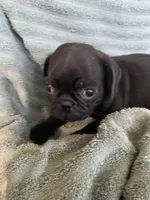 Ryker, a male Pug for sale in Schulenburg, TX – Photo 2 of 10