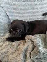 Ryker, a male Pug for sale in Schulenburg, TX – Photo 6 of 10