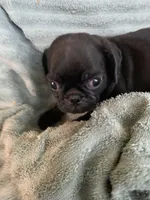 Ryker, a male Pug for sale in Schulenburg, TX – Photo 4 of 10