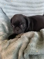 Ryker, a male Pug for sale in Schulenburg, TX – Photo 10 of 10