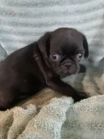 Ryker, a male Pug for sale in Schulenburg, TX – Photo 8 of 10