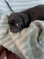 Ryker, a male Pug for sale in Schulenburg, TX – Photo 3 of 10