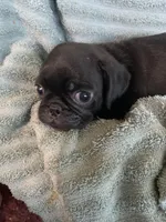 Ryker, a male Pug for sale in Schulenburg, TX – Photo 5 of 10