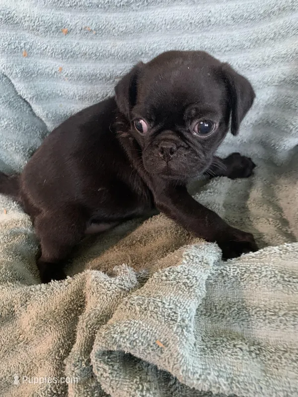 Ryker, a male Pug for sale in Schulenburg, TX – Photo 1 of 10
