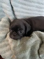 Ryker, a male Pug for sale in Schulenburg, TX – Photo 9 of 10