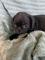 Ryker, a male Pug for sale in Schulenburg, TX – Photo 7 of 10