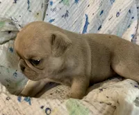 Indy , a female Pug for sale in Schulenburg, TX – 10 of 10