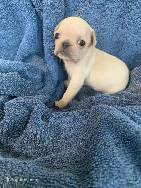 Mia – Pug puppy for sale in Schulenburg, TX
