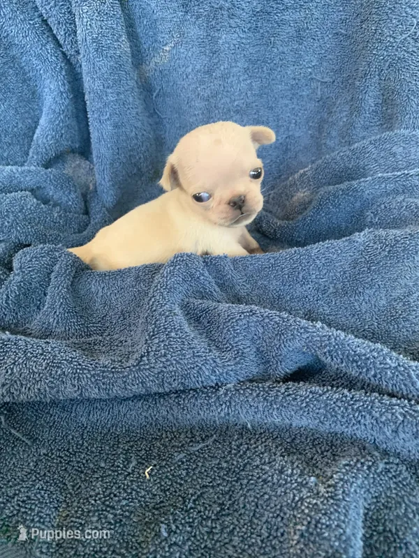 Boo – Pug puppy for sale in Schulenburg, TX