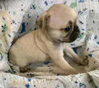 Rio, a male Pug for sale in Schulenburg, TX – Photo 7 of 10