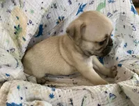 Rio, a male Pug for sale in Schulenburg, TX – Photo 9 of 10