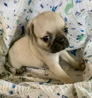 Rio, a male Pug for sale in Schulenburg, TX – Photo 4 of 10