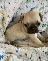 Rio, a male Pug for sale in Schulenburg, TX – Photo 1 of 10