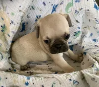 Rio, a male Pug for sale in Schulenburg, TX – Photo 10 of 10