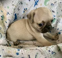 Rio, a male Pug for sale in Schulenburg, TX – Photo 8 of 10