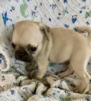 Rio, a male Pug for sale in Schulenburg, TX – Photo 2 of 10