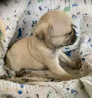 Rio, a male Pug for sale in Schulenburg, TX – Photo 6 of 10