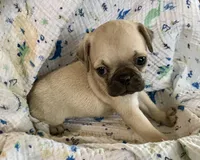 Rio, a male Pug for sale in Schulenburg, TX – Photo 3 of 10