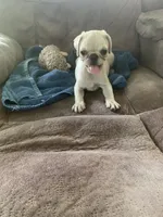 Ace, a male Pug for sale in Schulenburg, TX – 8 of 10