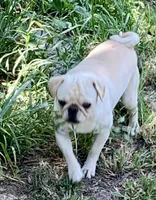 Raisin, a male Pug for sale in Schulenburg, TX – Photo 1 of 2