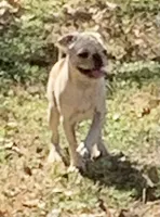 Raisin, a male Pug for sale in Schulenburg, TX – Photo 2 of 2