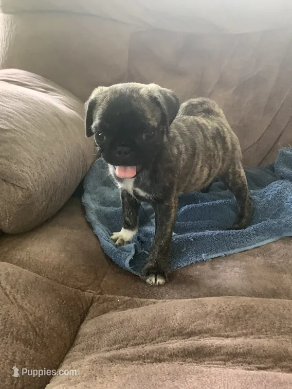 Peanut – Pug puppy for sale in Schulenburg, TX